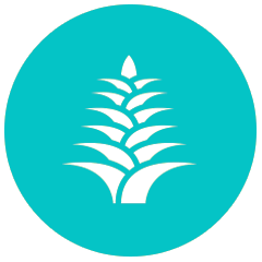 Extrato de Yucca