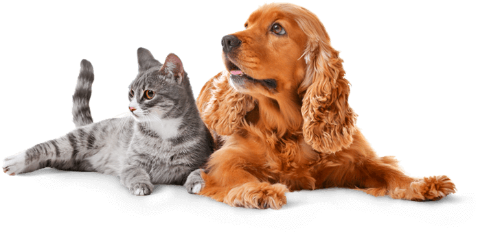 Foto cachorro e gato